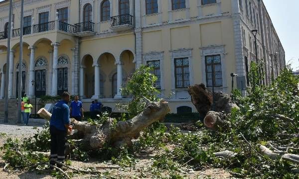 İzmir Valiliği önündeki asırlık çınar devrildi; o anlar kamerada